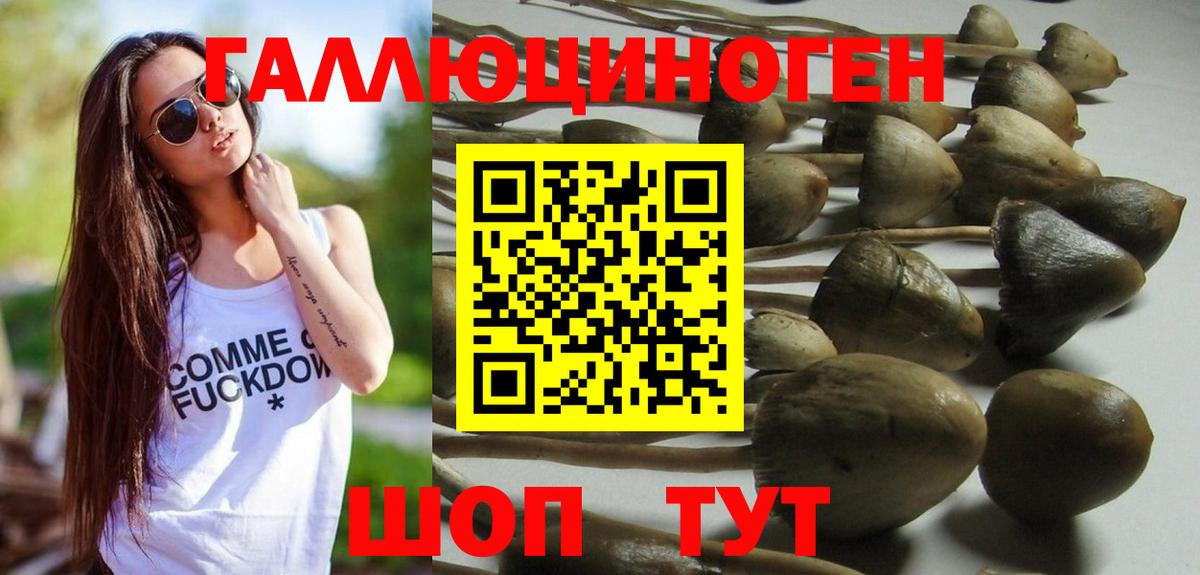 Галлюциногенные грибы Psilocybine cubensis Красный Сулин